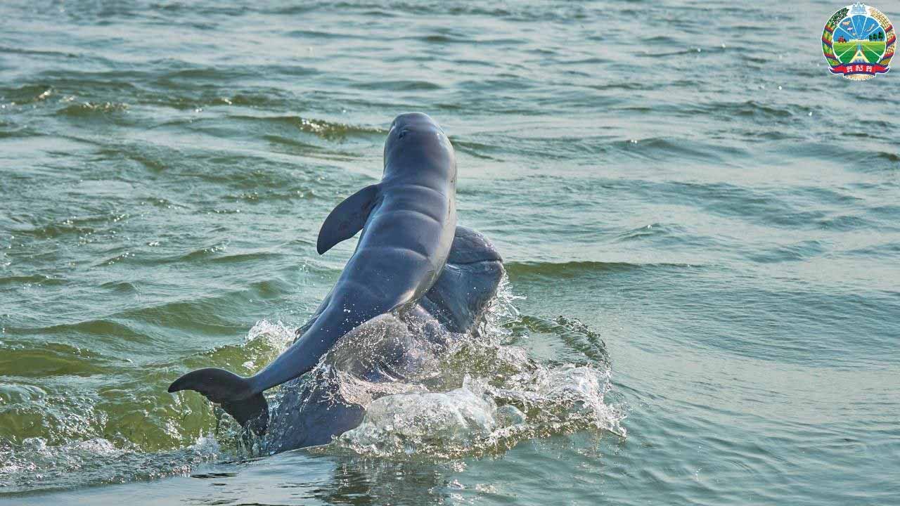 Dolphin Spot in Cambodia